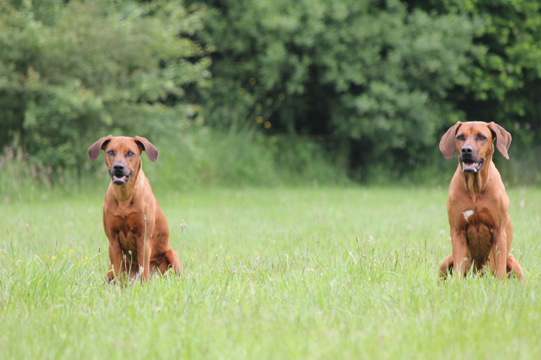 Neues Shooting von Elana & Zazou